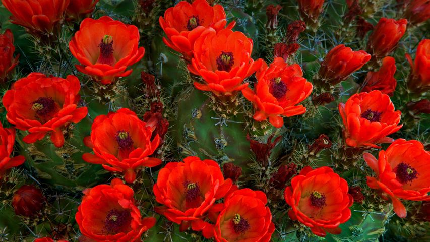 Die Kaktusart Echinocereus triglochidiatus, Guadalupe-Mountains-Nationalpark, Texas, USA 