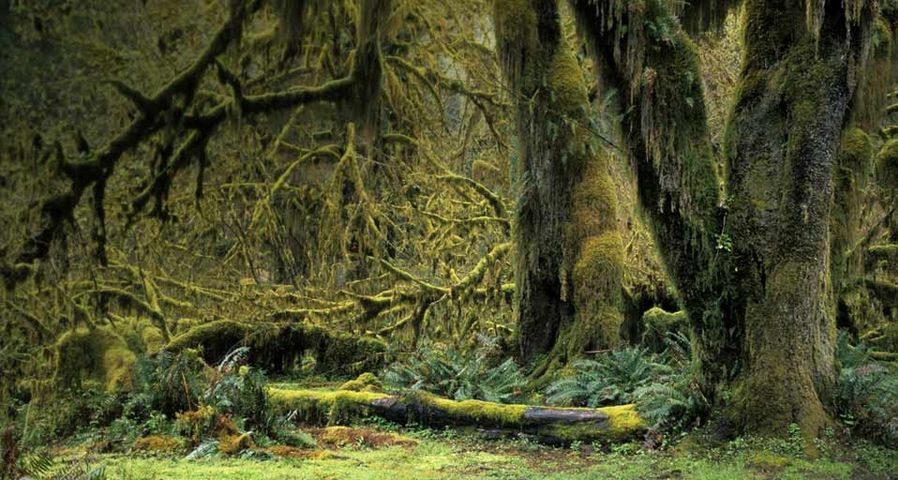 Mit Moos bewachsene Bäume im Hoh-Regenwald, Olympic Nationalpark, Washington – imagebroker rf/photolibrary ©