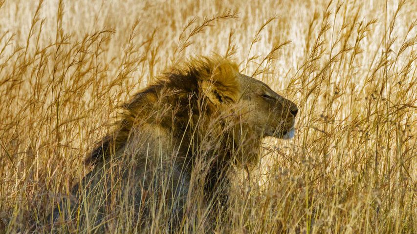 Löwe im Hwange-Nationalpark, Simbabwe 