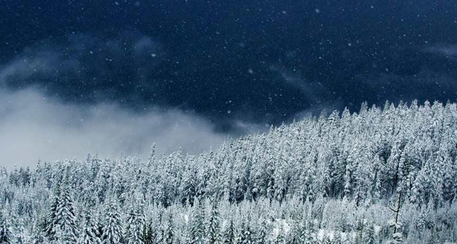 Schnee fällt auf Bäume in Squamish, British Columbia, Kanada