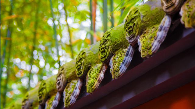 【今日立夏】武侯祠内的红墙绿竹林，中国成都 