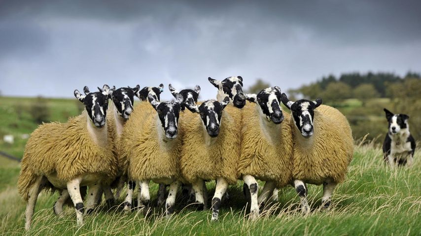 Schafe und Border Collie, England