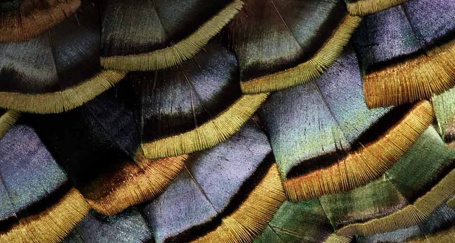 Truthahnfedern schimmern in der Nahaufnahme – Darrell Gulin/Getty Images ©
