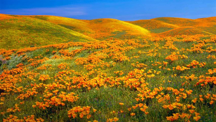 Antelope Valley California Poppy Reserve nahe Lancaster, Kalifornien, USA 