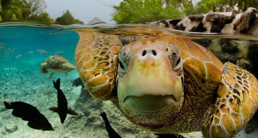 Suppenschildkröte in Bora Bora, Französisch-Polynesien