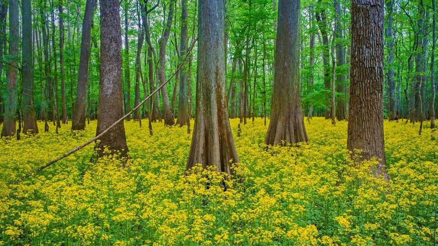 Blühendes Kreuzkraut im Congaree-Nationalpark, South Carolina, USA 