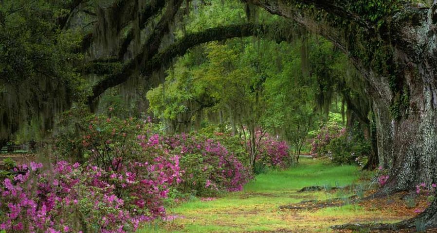 Herrschaftliche Eichen in der Magnolia Plantation and Gardens in Charleston, South Carolina – Adam Jones/Visuals Unlimited, Inc. ©