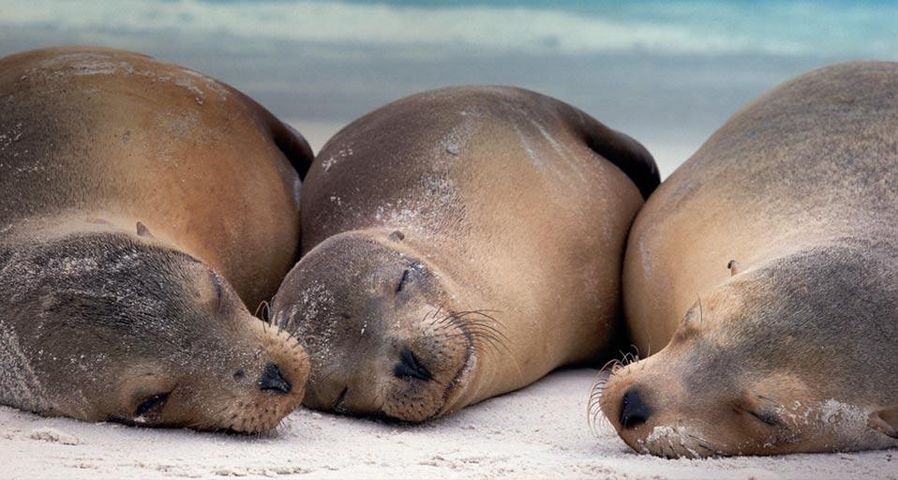 Galápagos-Seelöwen dösen am Strand der Insel Española, Galápagos-Inseln, Ecuador
