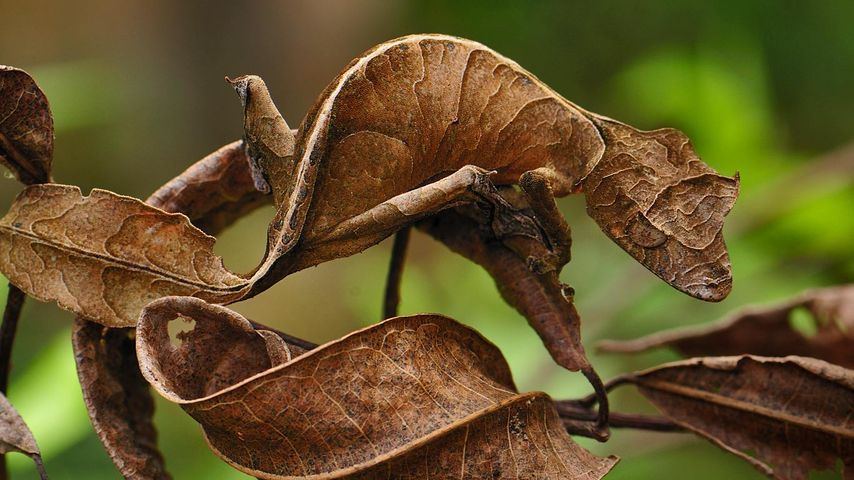 Blattschwanzgecko im Andasibe-Mantadia-Nationalpark, Madagaskar 