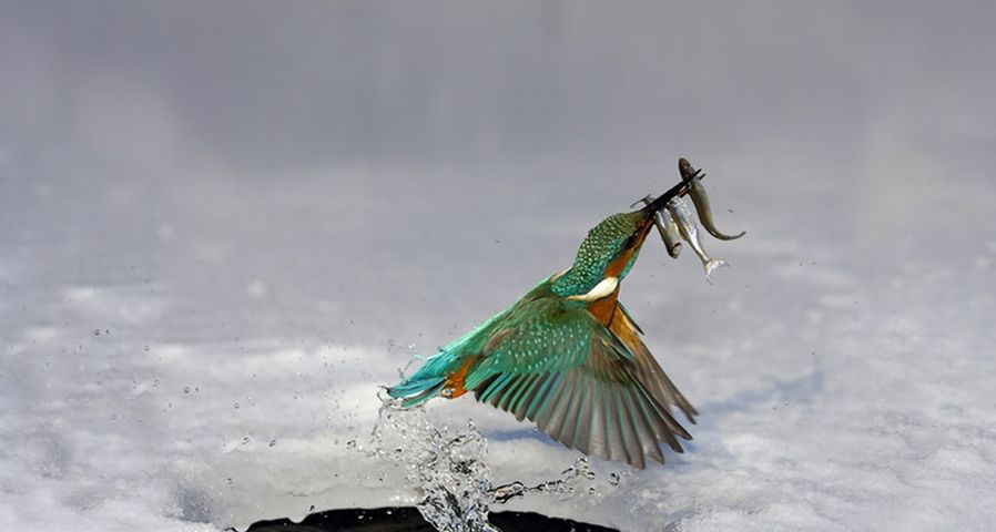 Ein Eisvogel taucht mit reicher Beute im Schnabel aus dem Wasser auf – Gisela Delpho/Photolibrary ©