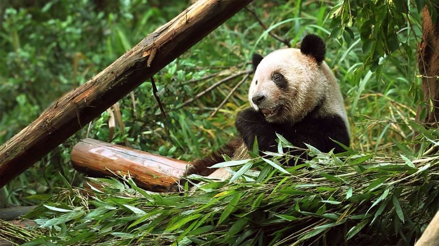 Ein Großer Panda vertilgt Bambussprossen, Chongqing-Zoo, Chongqing, China