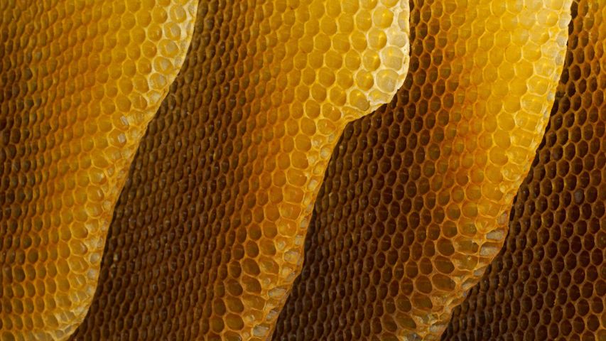 Nahaufnahme von Honigwaben
