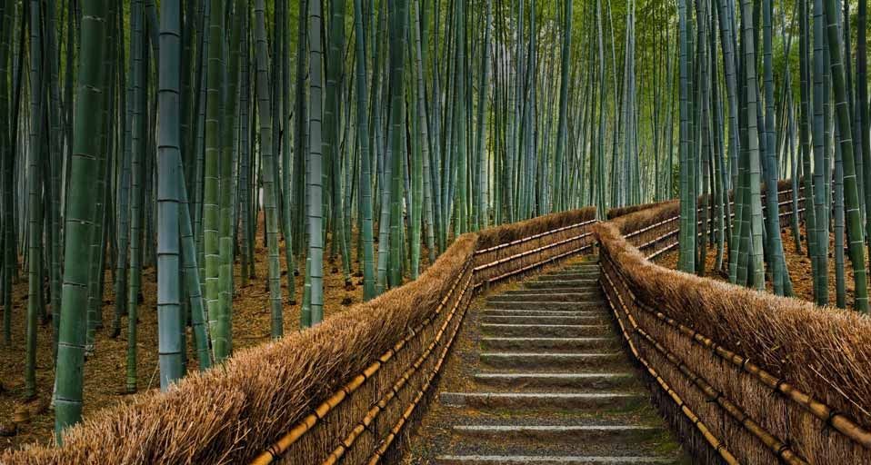 日本京都化野念佛寺道路两旁的竹林