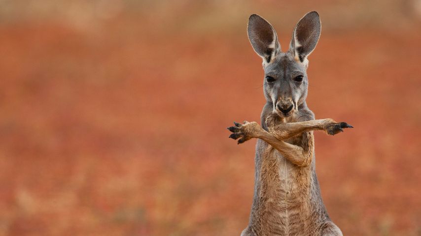 Rotes Riesenkänguru, Sturt Stony Desert, Australien