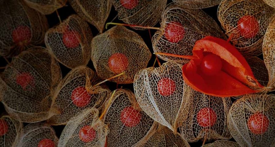 Früchte der Lampionblume