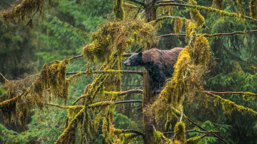 Amerikanischer Schwarzbär, Tongass National Forest, Alaska, USA 