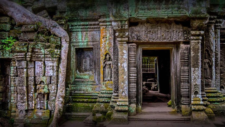 Ta Prohm-Tempel in der Region Angkor, Kambodscha 