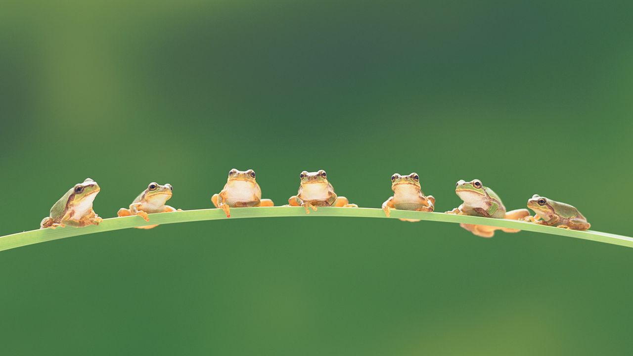 树蛙