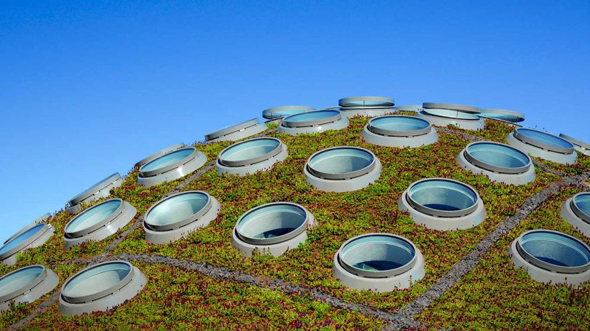 Das „lebende Dach“, California Academy of Sciences, Golden Gate Park, San Francisco, Kalifornien