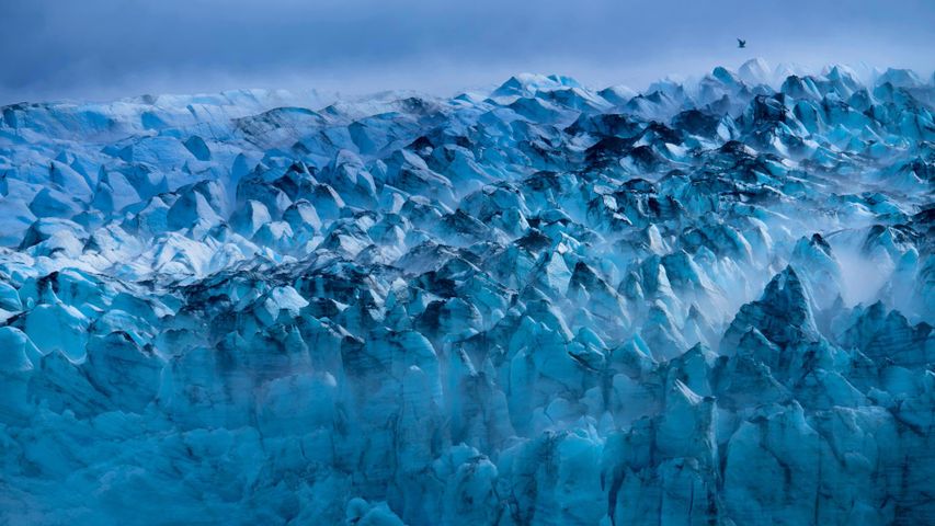 Lamplugh-Gletscher im Glacier-Bay-Nationalpark, Alaska, USA 