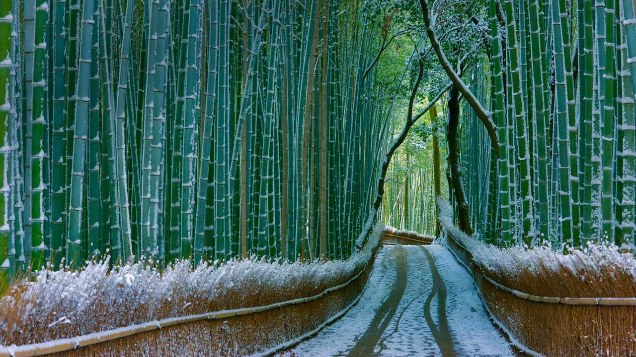 日本，京都，岚山，嵯峨野竹林