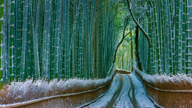 日本,京都,岚山,嵯峨野竹林