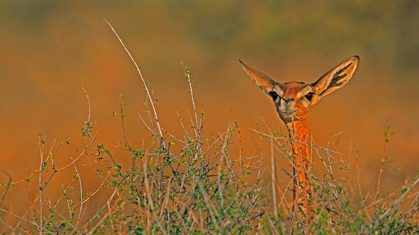 Giraffengazelle Samburu-Nationalreservat, Kenia
