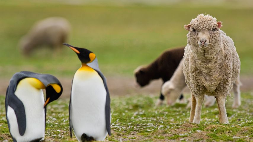 Schafe und Königspinguine, Falklandinseln