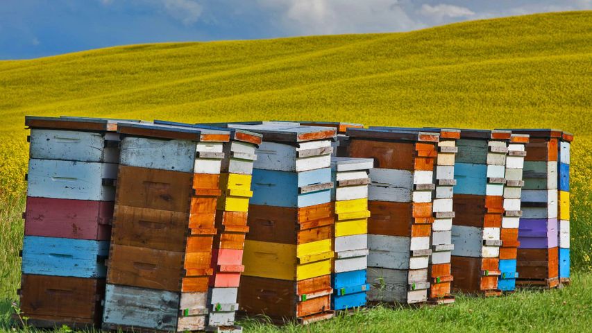 Bienenstöcke in der Region Pembina Valley, Provinz Manitoba, Kanada