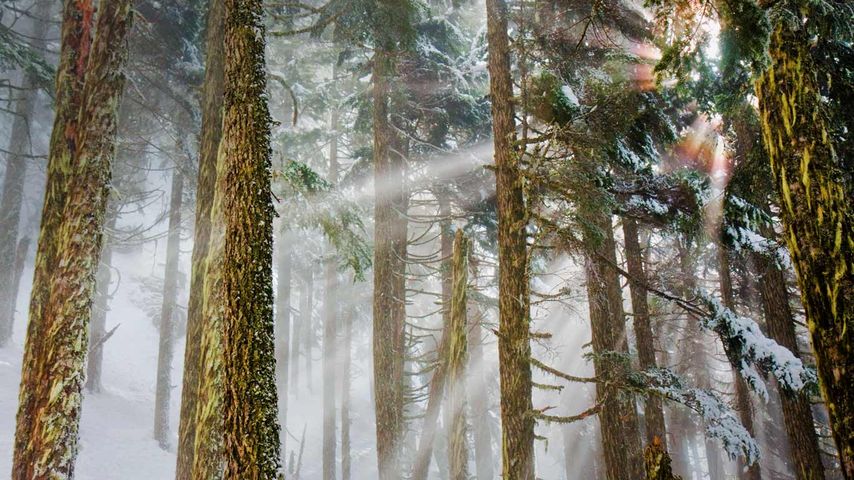 Mount Baker-Snoqualmie National Forest, Bundesstaat Washington, USA