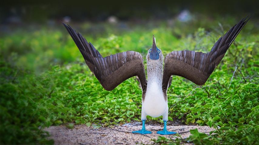 Blaufußtölpel, Galápagos-Inseln , Ecuador
