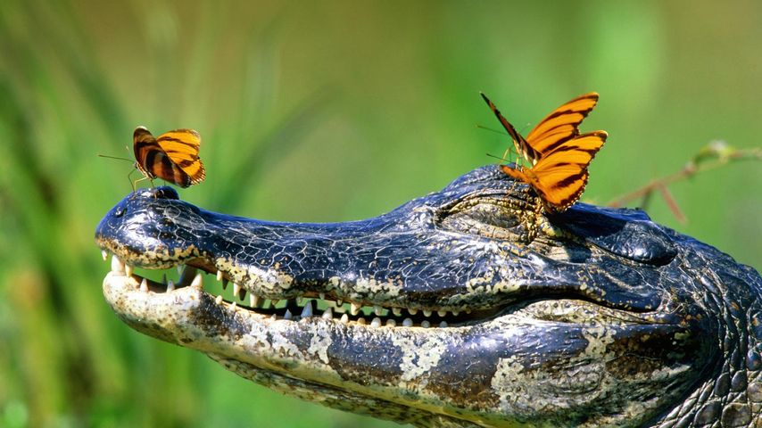 Rastende Schmetterlinge auf einem Kaiman im Pantanal, Brasilien