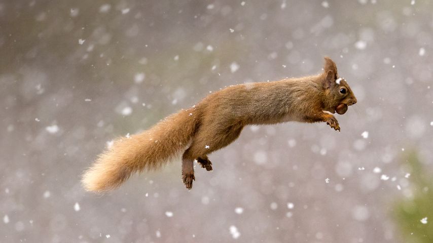 Eichhörnchen, Schottland