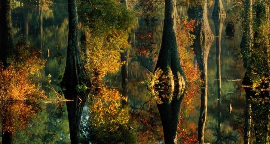 Sumpfzypressen am Trussum Pond, Delaware
