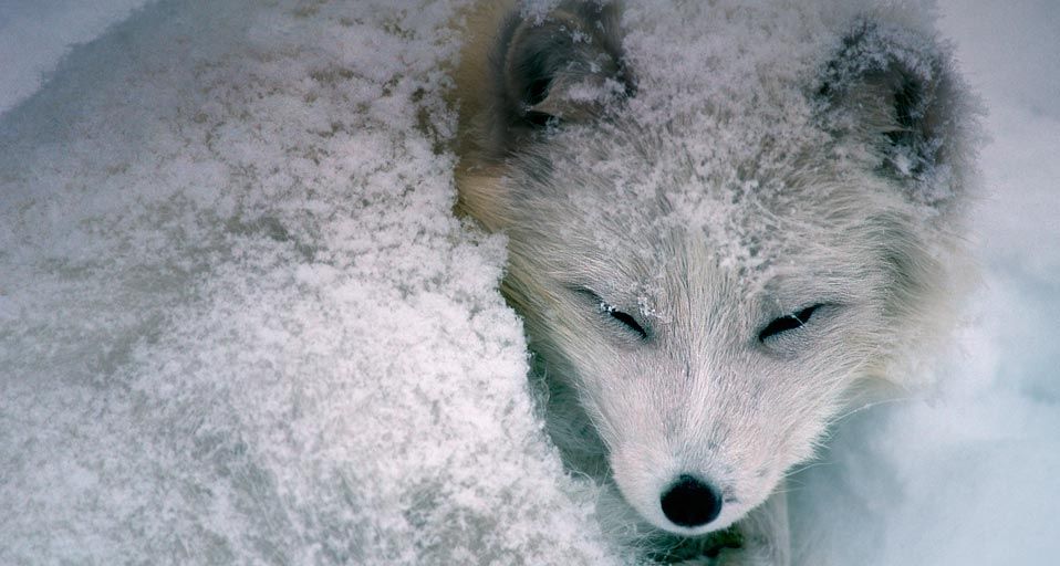 睡在雪中的北极狐