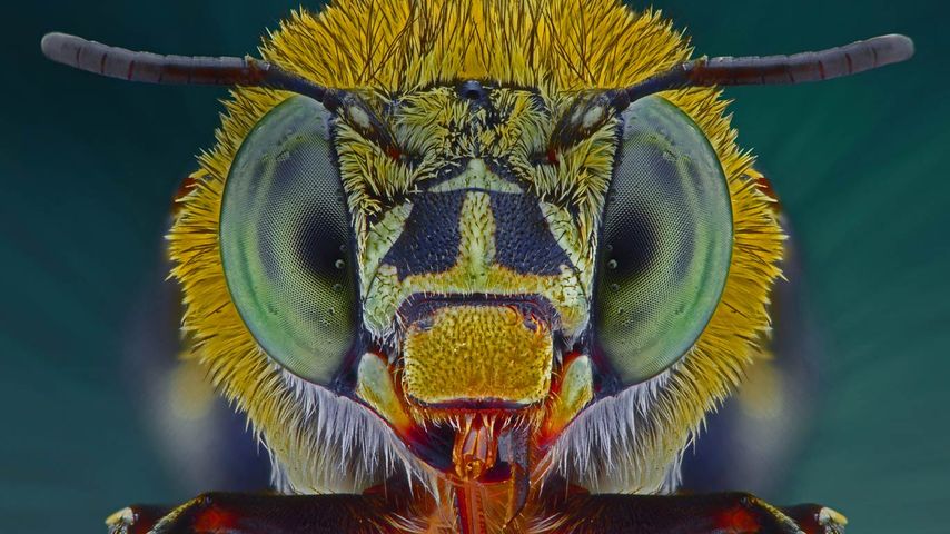 Makrofotografie-Aufnahme einer Blau-gestreiften Biene (Amegilla cingulata)