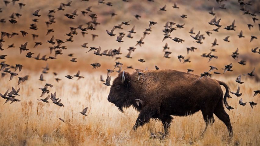 Amerikanischer Bison im Antelope Island State Park, Utah, USA