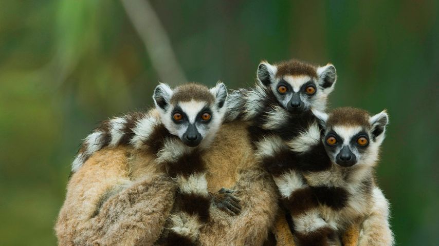 Kattas, Berenty Reserve, Madagaskar