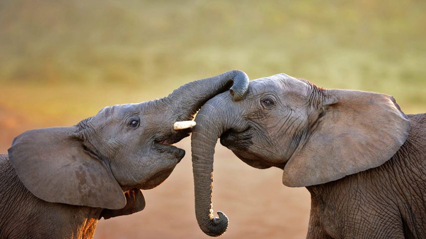 Elefanten im Addo-Elefanten-Nationalpark, Südafrika 
