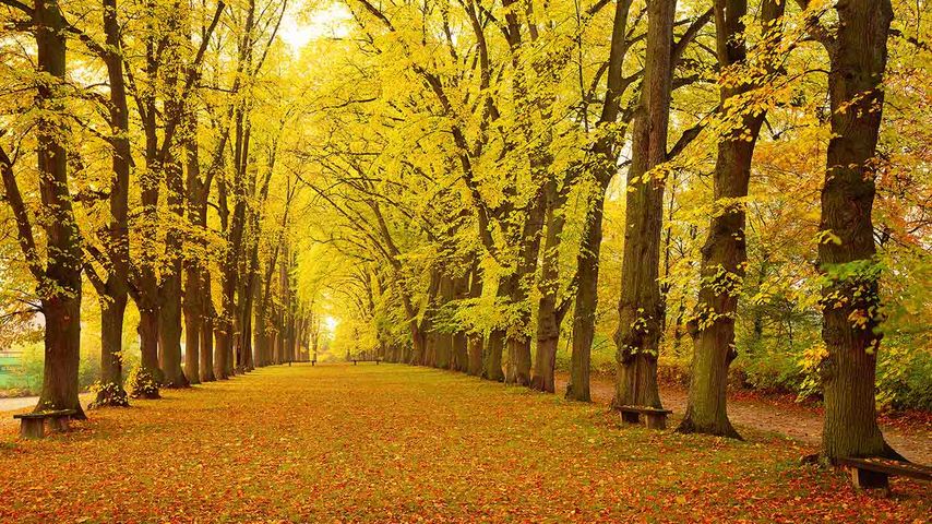 Herbstliche Allee, Dinkelsbühl, Bayern, Deutschland
