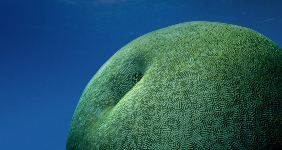 Hirnkoralle im Great Barrier Reef vor der Küste Australiens – Stuart Westmorland/Corbis ©