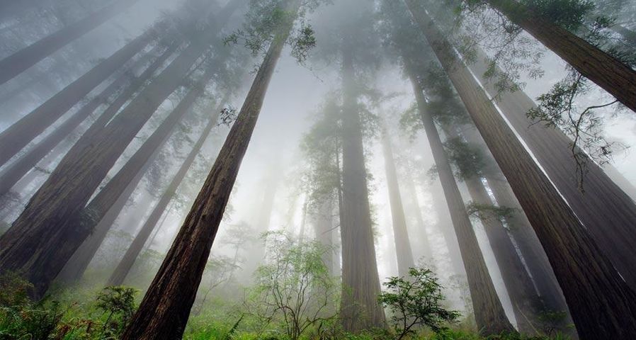 Mammutbäume im Redwood-Nationalpark, Kalifornien