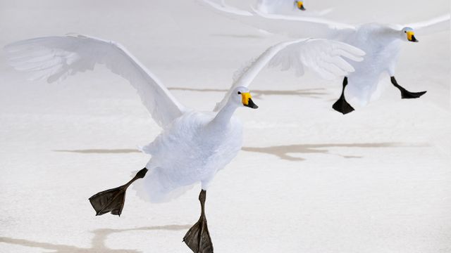 屈斜路湖的大天鹅，日本北海道 