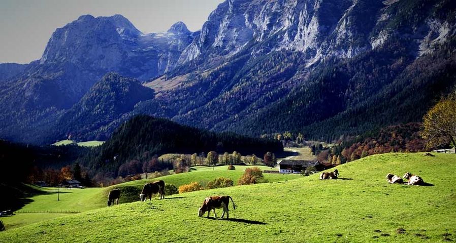 Kühe grasen im bayerischen Voralpenland in der Nähe von Berchtesgaden, Deutschland – Wolfgang Weinhäupl/Mauritius/Photolibrary ©