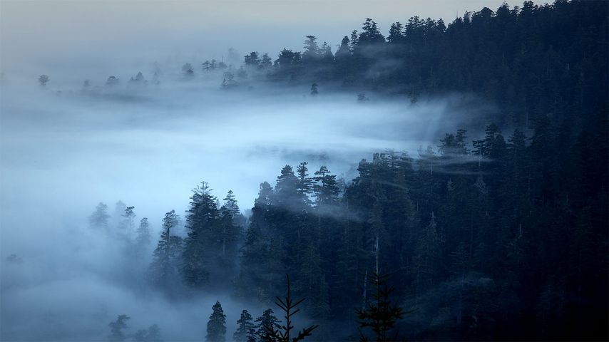 Nebelschwaden über dem Redwood-Nationalpark, Kalifornien, USA