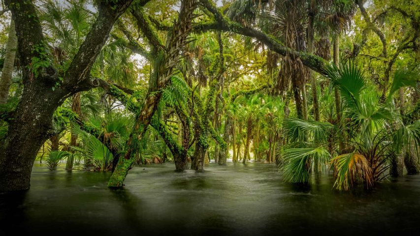 Sumpfgebiet im Myakka River State Park, Florida, USA 