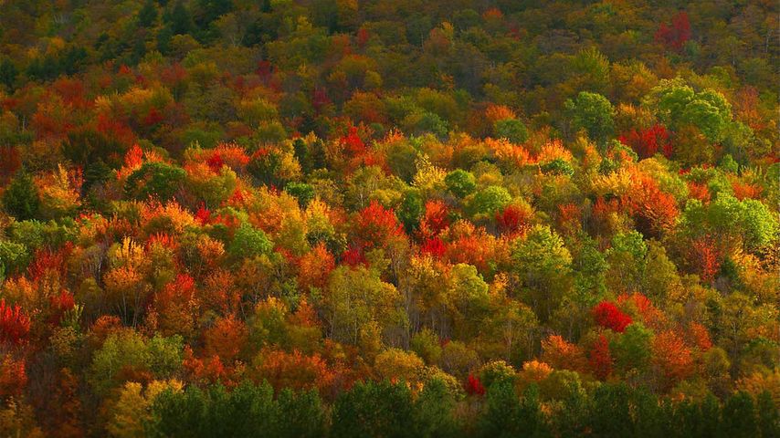 Herbstfärbung von Bäumen im Hudson Valley, Bundesstaat New York, USA