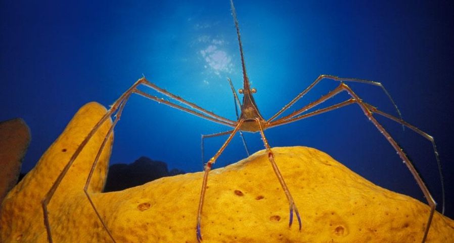 Spinnenkrabbe auf einem Schwamm in der Karibik