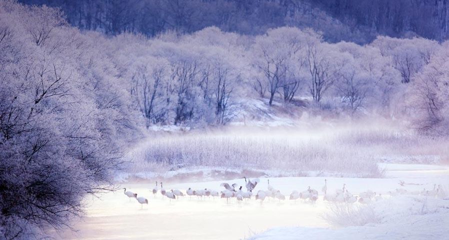 Mandschurenkraniche im Kushiro-Shitsugen-Nationalpark, Hokkaido, Japan