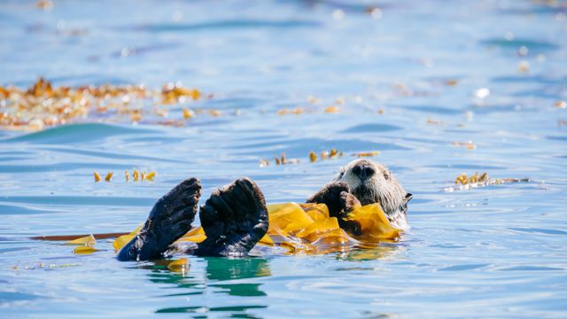 巴特利特湾的海獭,冰川湾国家公园,阿拉斯加州